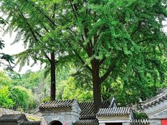 -大岭沟猕猴桃谷风景区