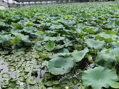 -观桥阁(锦溪店)