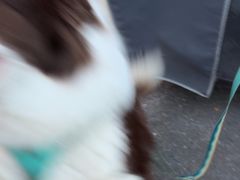 -艾贝尔宠物医院·狂犬免疫点(江山金象城店)