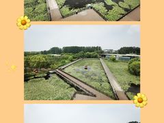 -滕州微山湖红荷湿地景区