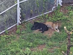 -西霞口神雕山野生动物世界