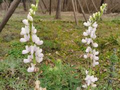 -白鹭湾湿地公园