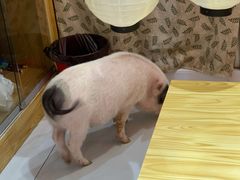 -柴源莊·柴小宠柴犬咖啡