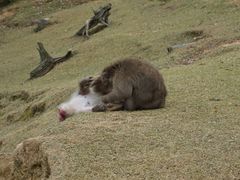-岚山猴子公园