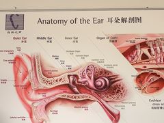 -自然之声助听器·呼吸机(公园路店)