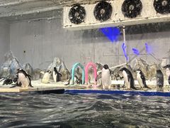 -大连圣亚海洋世界