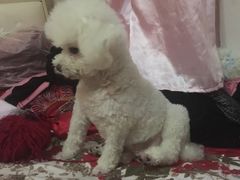 -A猫a狗全科·犬猫异宠·芥西宠物医院(南开总院)
