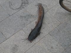 -海河游船-永乐码头(大悲院)