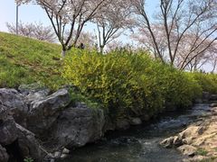 -羊山湖公园