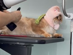 -爱洗澡的猫(望京店)
