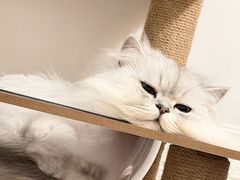 -四月宠物医院·猫专科·心脏专科·内科(转塘店)