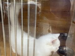 -A猫a狗全科·犬猫异宠·芥西宠物医院(南开总院)