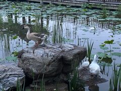 -莲花池公园