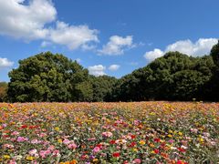 -上海共青森林公园