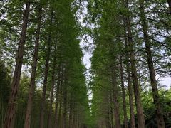 -黄海国家森林公园