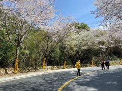 -千岛湖天屿景区