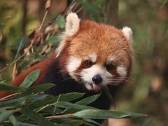 -成都大熊猫繁育研究基地