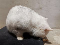 -浣熊柯尔鸭土拨鼠·电玩咖