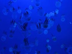 -左海海底世界