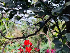 -呀路古热带植物园