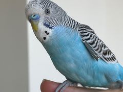 -怪兽屋·羊驼·猫咖·狗咖(俊华广场店)