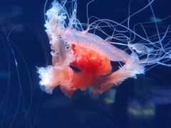 -欢乐海岸海洋奇梦馆