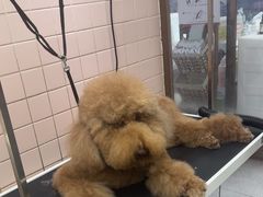 -FAELING PETS美天灵宠物(富力广场店)