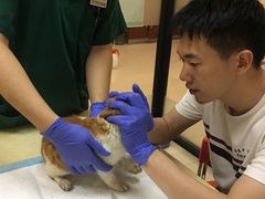 -艾贝尔宠物诊疗