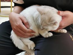 -lincat·猫舍(广州店)