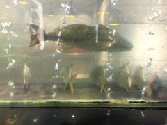 -百味馆·粤菜·湛江菜(后海花园店)