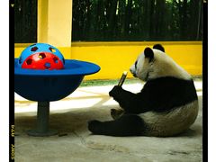 -杭州野生动物世界