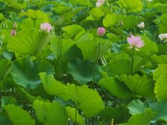 -莲花池公园