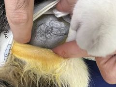 -柏萃动物医院·骨科·牙科