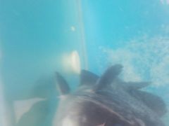-港畔赶海蒸汽海鲜烧烤自助(仙螺岛店)
