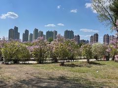 -群力丁香公园