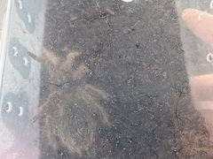 -中环花鸟鱼虫市场