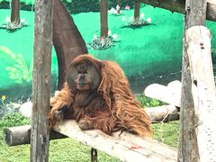 -西霞口神雕山野生动物世界