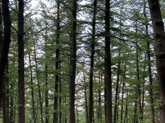 -鲁山国家森林公园