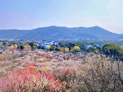 -香雪海