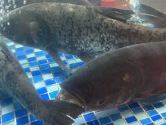 -鼎盛私厨·新派顺德菜(上河坊店)