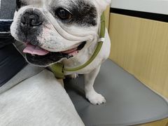 -美联众合动物医院·24h转诊中心