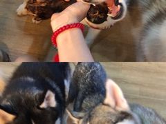 -Husky Go! 哈士奇体验馆·宠物咖啡厅狗咖