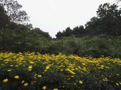 -成都市活水公园