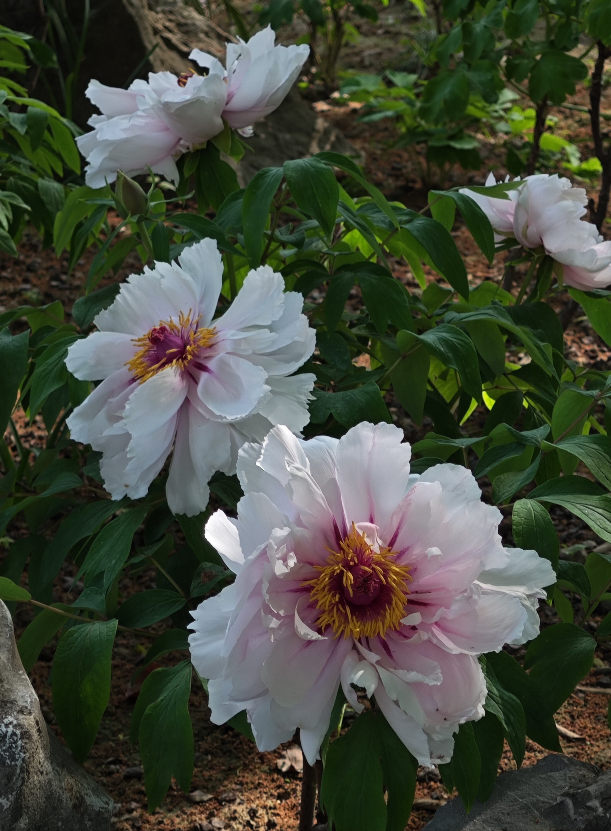 8实拍,漕溪公园牡丹已进入盛花期