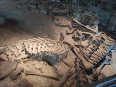 -自贡恐龙博物馆