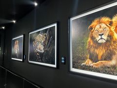 -罗红摄影艺术馆