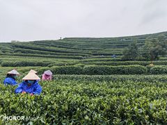-听风阁农家私房菜茶楼(龙坞店)