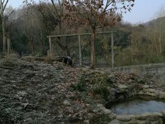-都江堰中华大熊猫苑