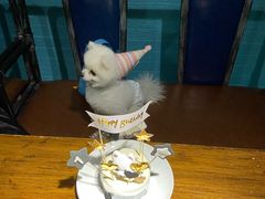 -百好乐宠物友好餐厅(朝外大街店)