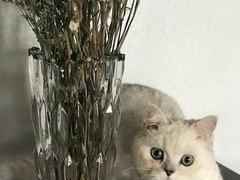 -美联众合动物医院·24h京西诊疗中心